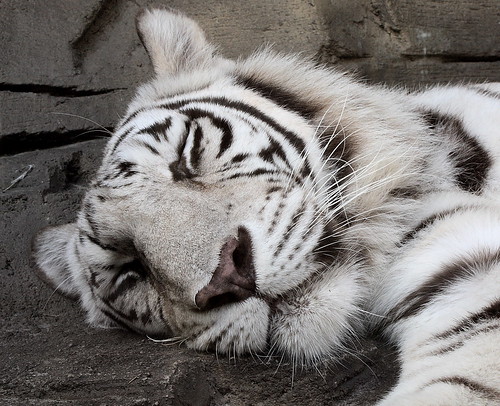 black and white tiger face. west White+tiger+face