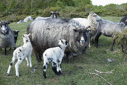 most ancient sheep breeds