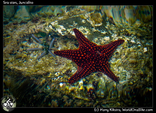 Sea stars, Juncalito