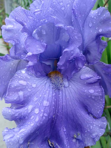 Iris droplets