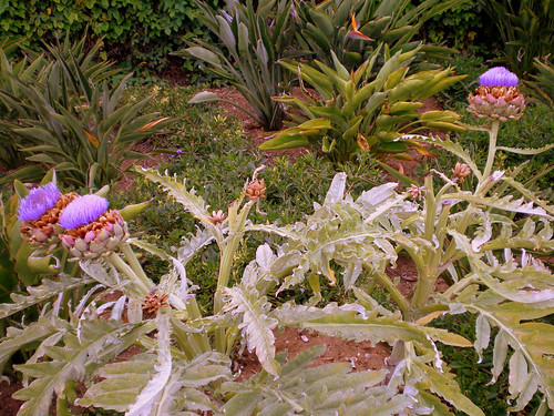Artichokes in Bloom