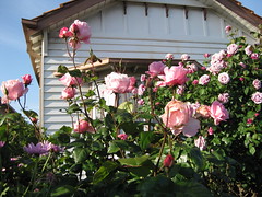 week three_roses pink