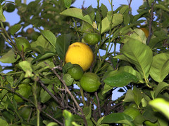 Lemons from our tree