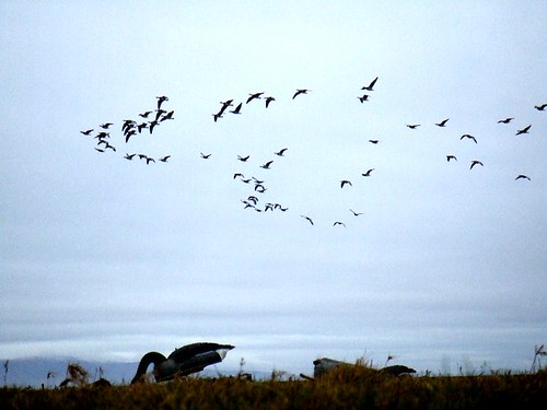 Geese into the decoys