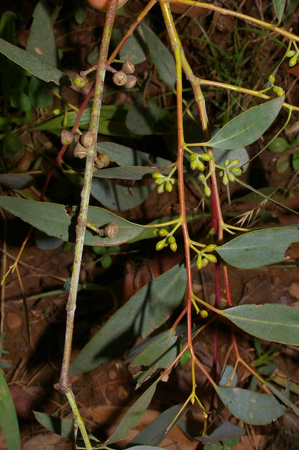 Eucalyptus acaciiformis Niangala NSW1