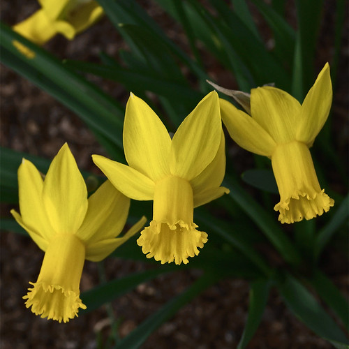 Missouri Botanical Garden (Shaw's Garden), in Saint Louis, Missouri, USA - Cyclamineus daffodil, Narcissus 'The Alliance' Amaryllidaceae