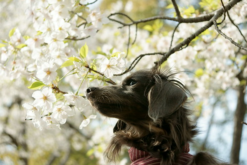 桜犬