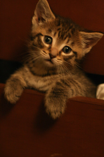 kitten-in-the-drawer