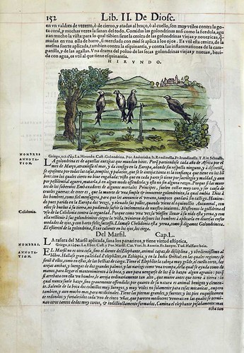011-De las golondrinas- Pedacio Dioscorides Anazarbeo 1555