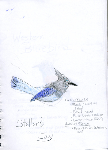Stellers Jay Nature Journal -- Zippy age 9