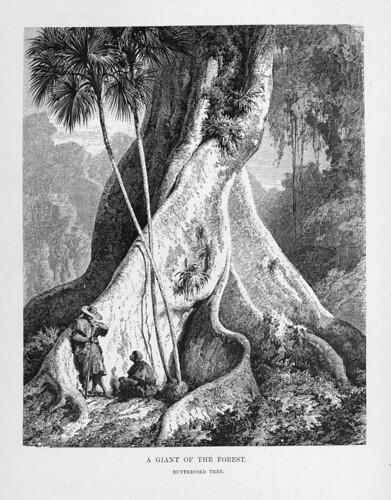 005-Los Ríos Amazonas y Madeira 1875- Un gigante de la selva