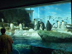 鴨川シーワールド 極地ペンギン舎