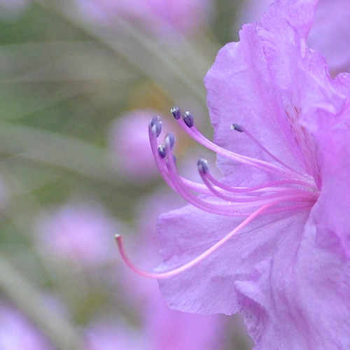 pinkish purple azalea by Wils 888