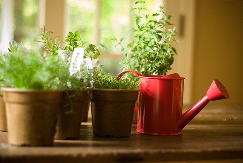 herb garden on dining room table