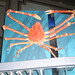 Japanese Sea Crab
