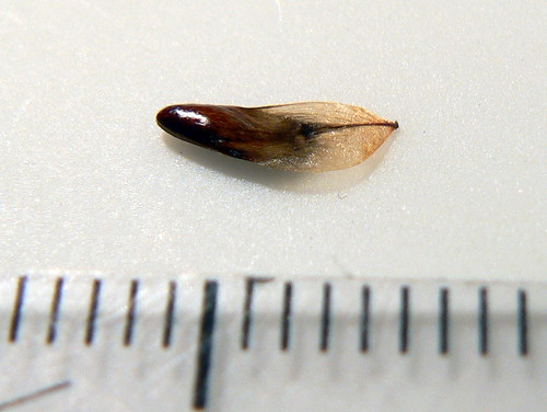 Allocasuarina littoralis seed