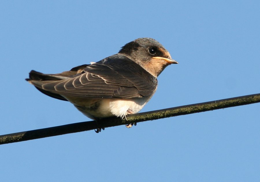 Swallow fledgling