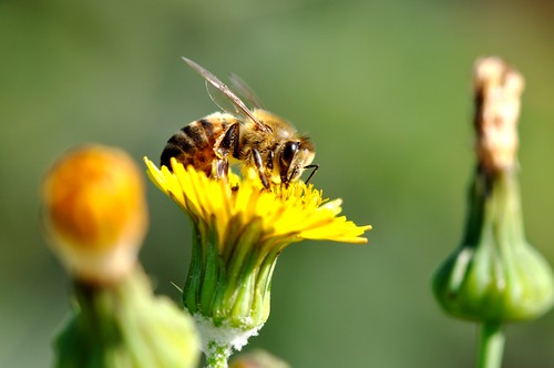 A primeira abelha (Apis mellifera)