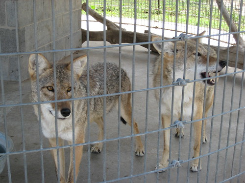 Hungry Coyotes