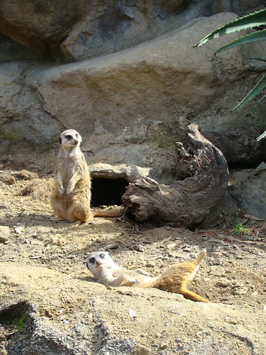 Meerkats at the Los Angeles Zoo