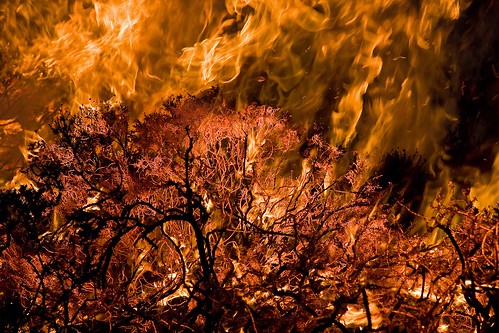 Gorse ablaze by ronstrathdee, on Flickr