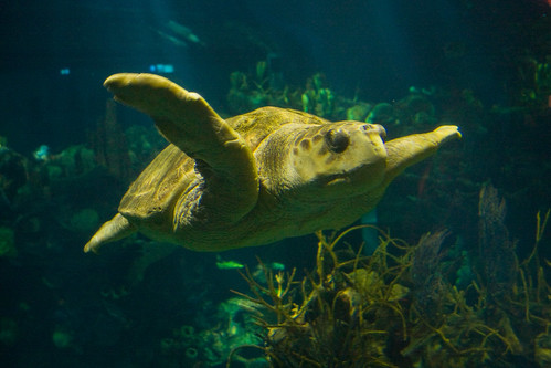 Sea Turtle