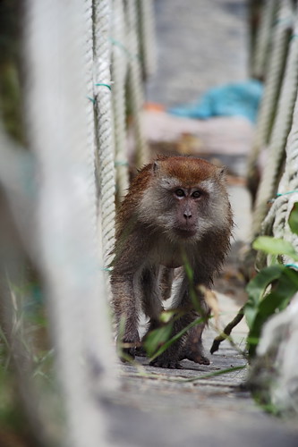 Eksplorasi Kuala Selangor | Monyet melintas sungai