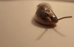 Slug on White