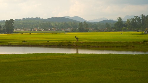 Greenery padi fields