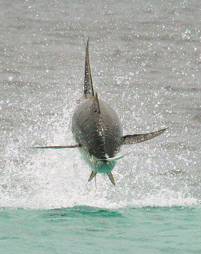 Hunting Yellow Fin Tuna