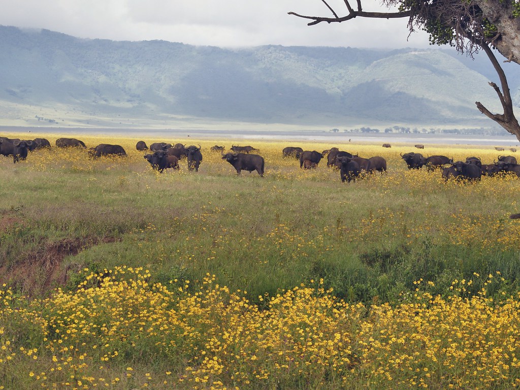 Septimo día - Ngorongoro - En busca de la gran migración (15)
