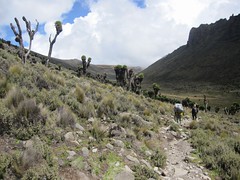 Thw way back from Mt Kenya to Old Moses Camp