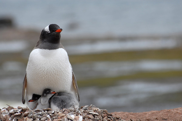 Gentoo penguin & chicks, Antarctic Peninsula
