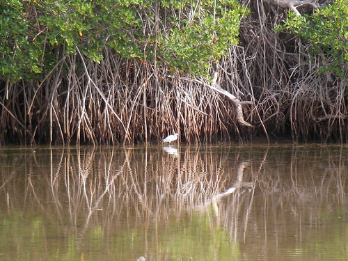 White Bird in Mangroves