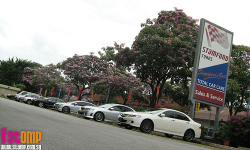 Beautiful pink flowers in Jurong resemble cherry blossoms