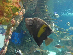 gray and yellow fish