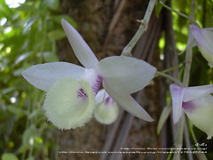 Dendrobium aphyllum ([E] --) Tags: plant orchid flower garden   dendrobiumaphyllum   