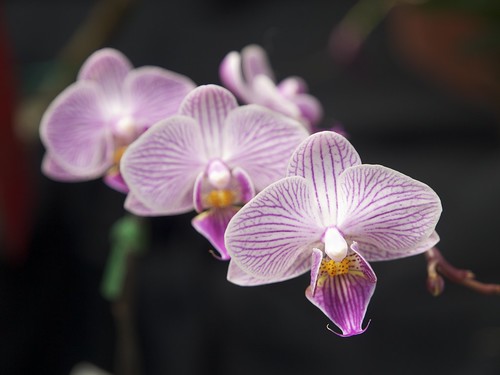 Garfield Park Orchid Show