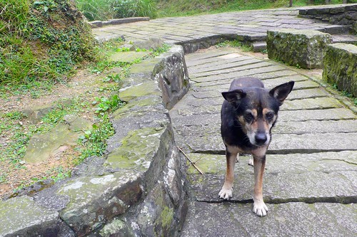 our little buddy on the cao ling historic trail