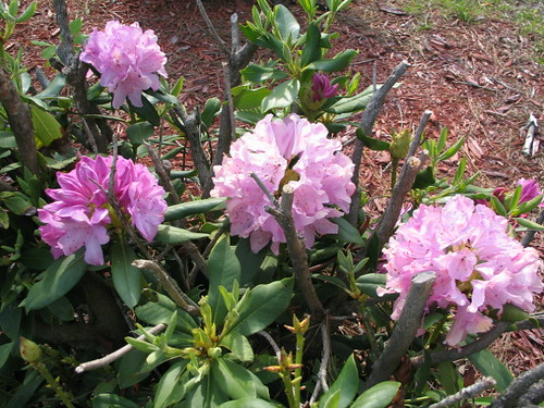 Rhododendron still alive