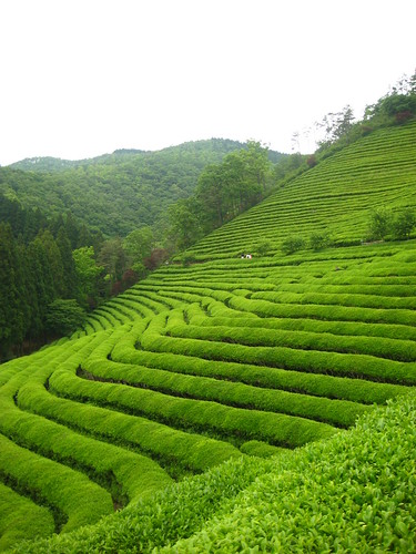 BoSung Green Tea Trip