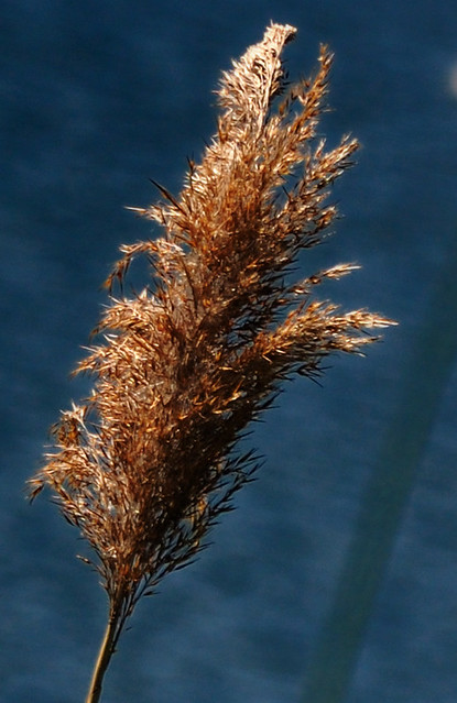 Gewoon reukgras -  Vanilla grass - Anthoxanthum odoratum