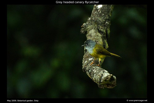 Grey Headed Canary flycatcher 1