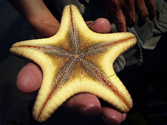 Rock starfish (underside)