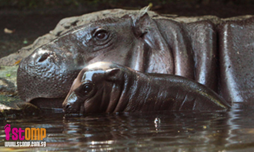 Singapore Zoo welcomes baby pygmy hippo!