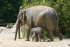 Elefantennachwuchs & Mutter