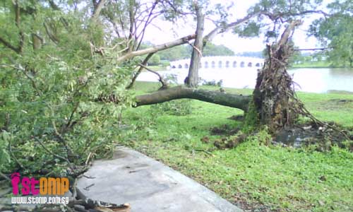Over 30 trees at Jurong West parks uprooted in thunderstorm