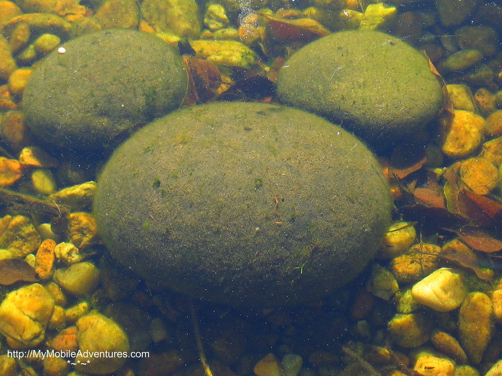 IMG_0614-Hidden-Mickey-stones-under-water