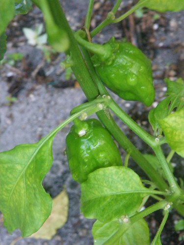 Some hot peppers