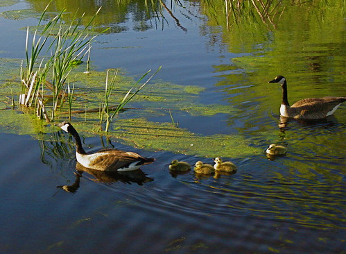 Geese family on parade